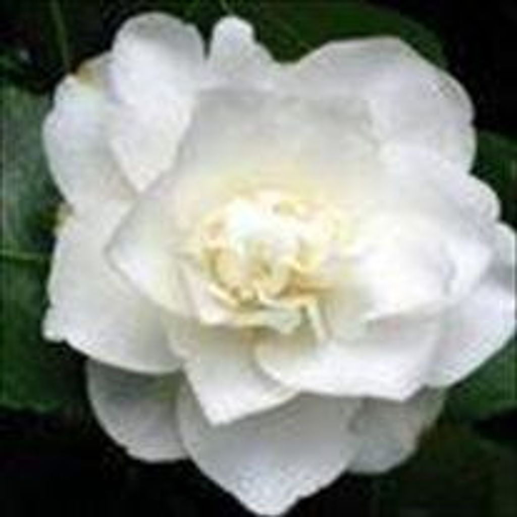 Margaret  Juliette Bessonette