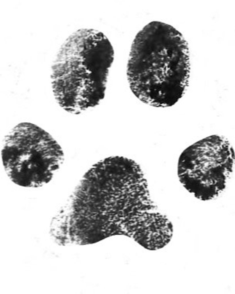 Precious Greer Profile Photo