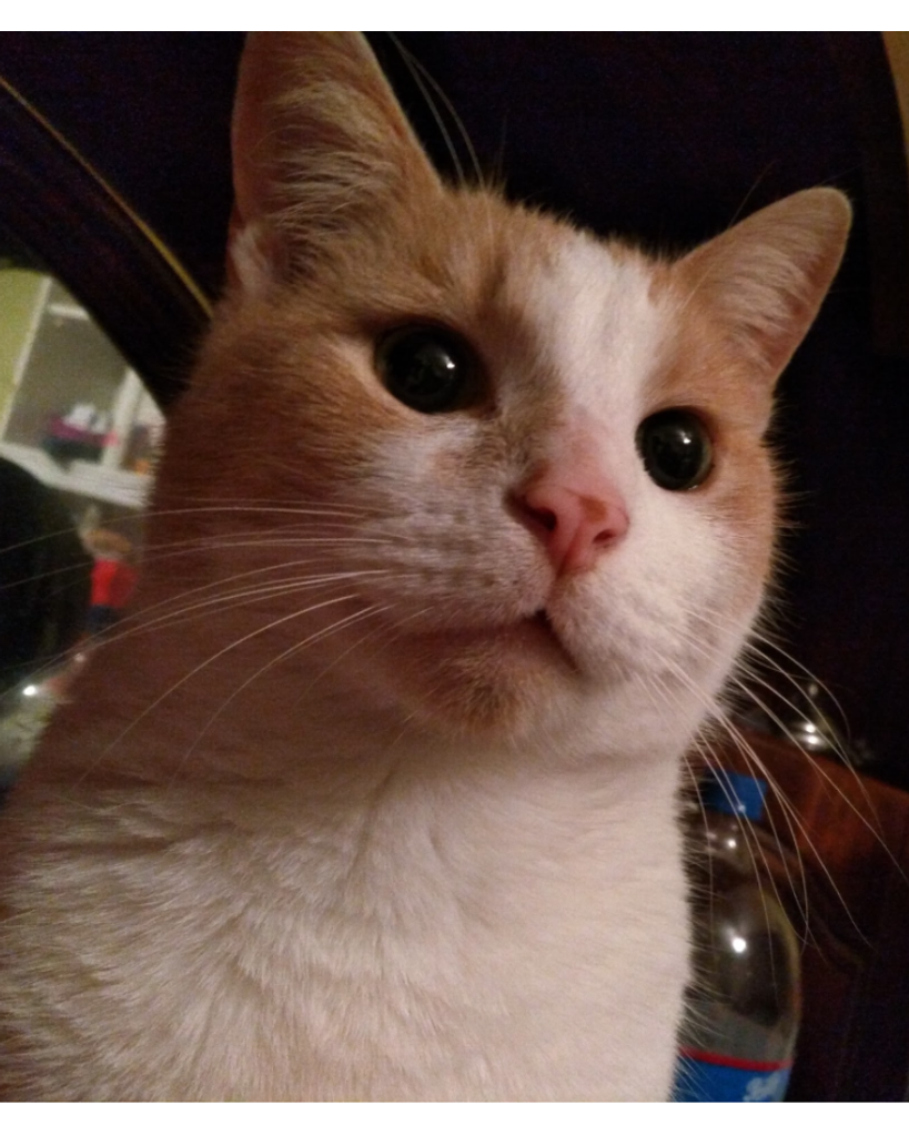 Lion King Profile Photo