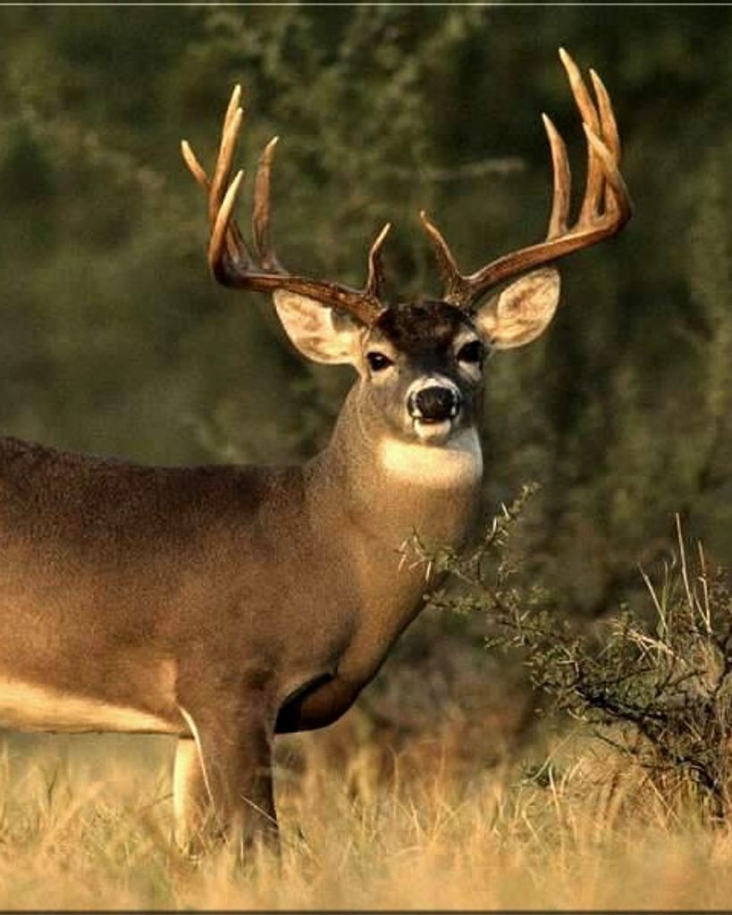 Larry George Everett Profile Photo