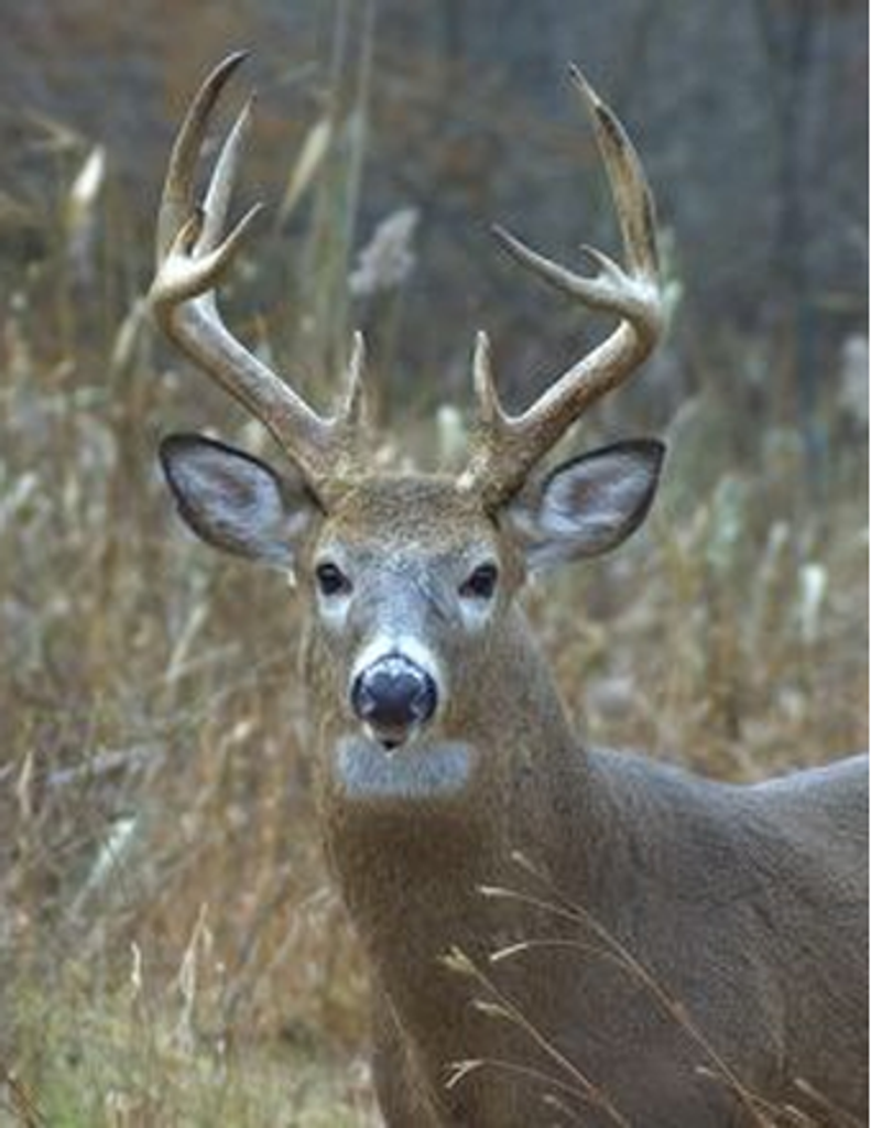 Kermit P. Armlin Profile Photo