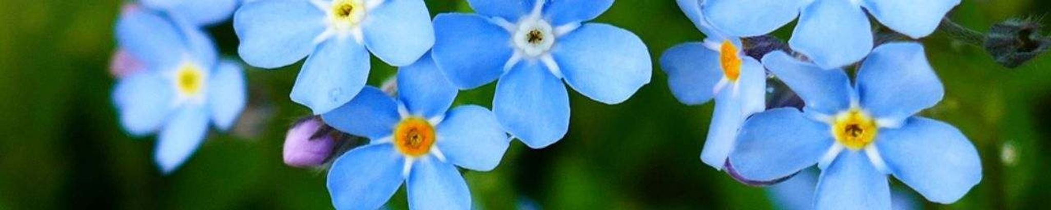 Cover for Evelyn Violet Jestes's Obituary