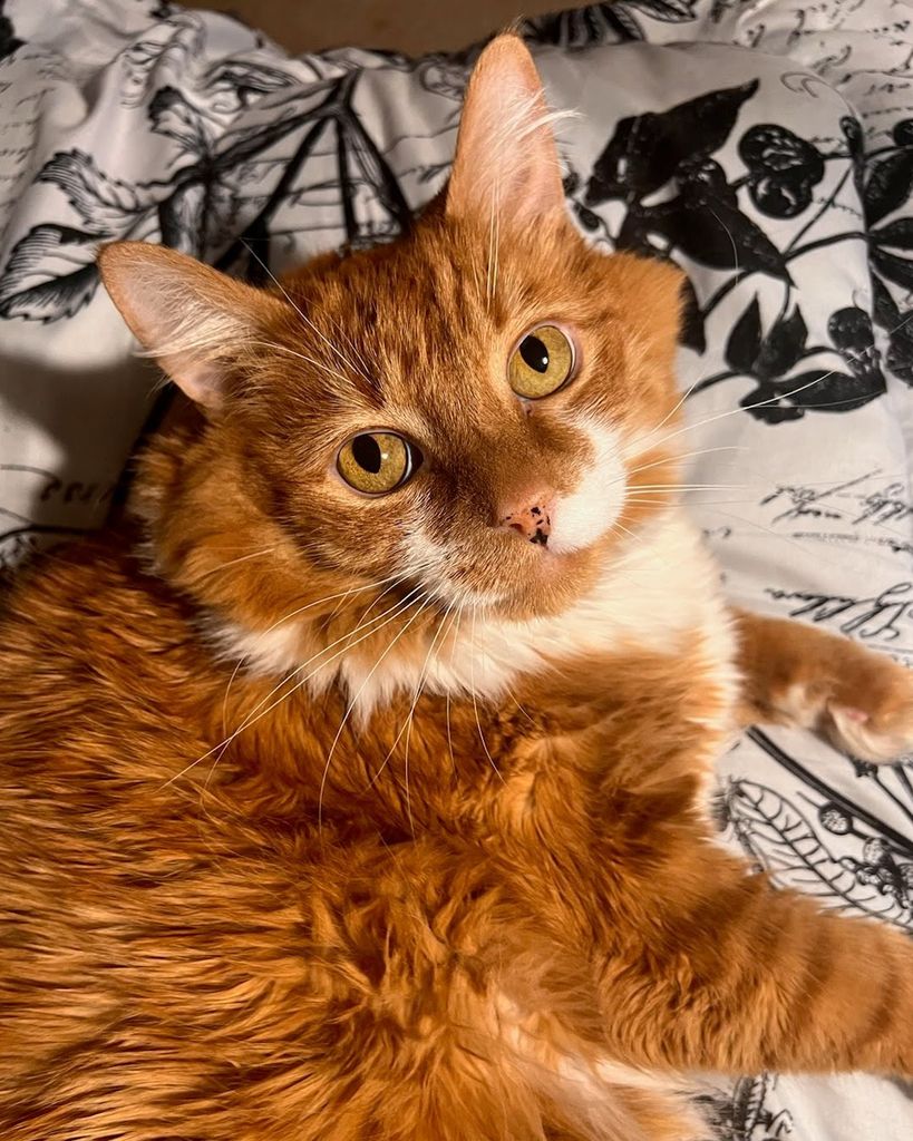 Milo Dean Profile Photo
