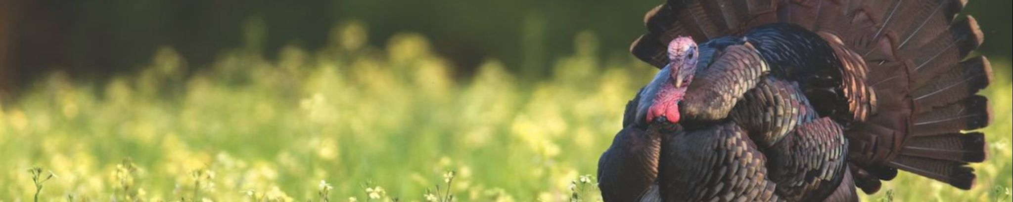 Cover for Henry "Trail" Hunter Jordan's Obituary