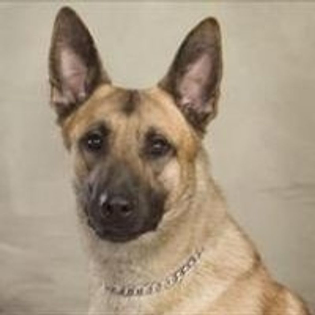 K9 Tyson