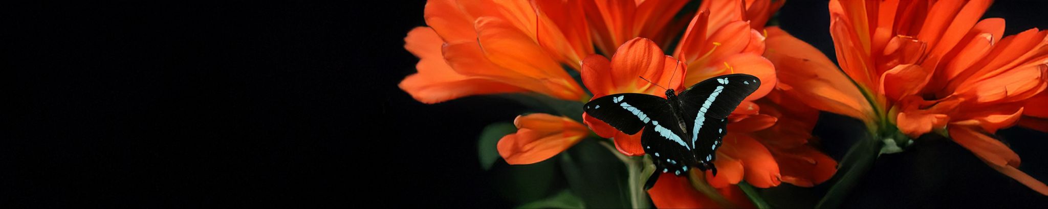 Cover photo for Versie Lou Ortiz's Obituary