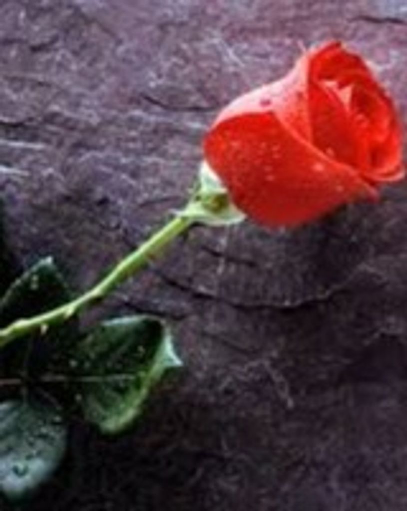 Phyllis A. Roy
