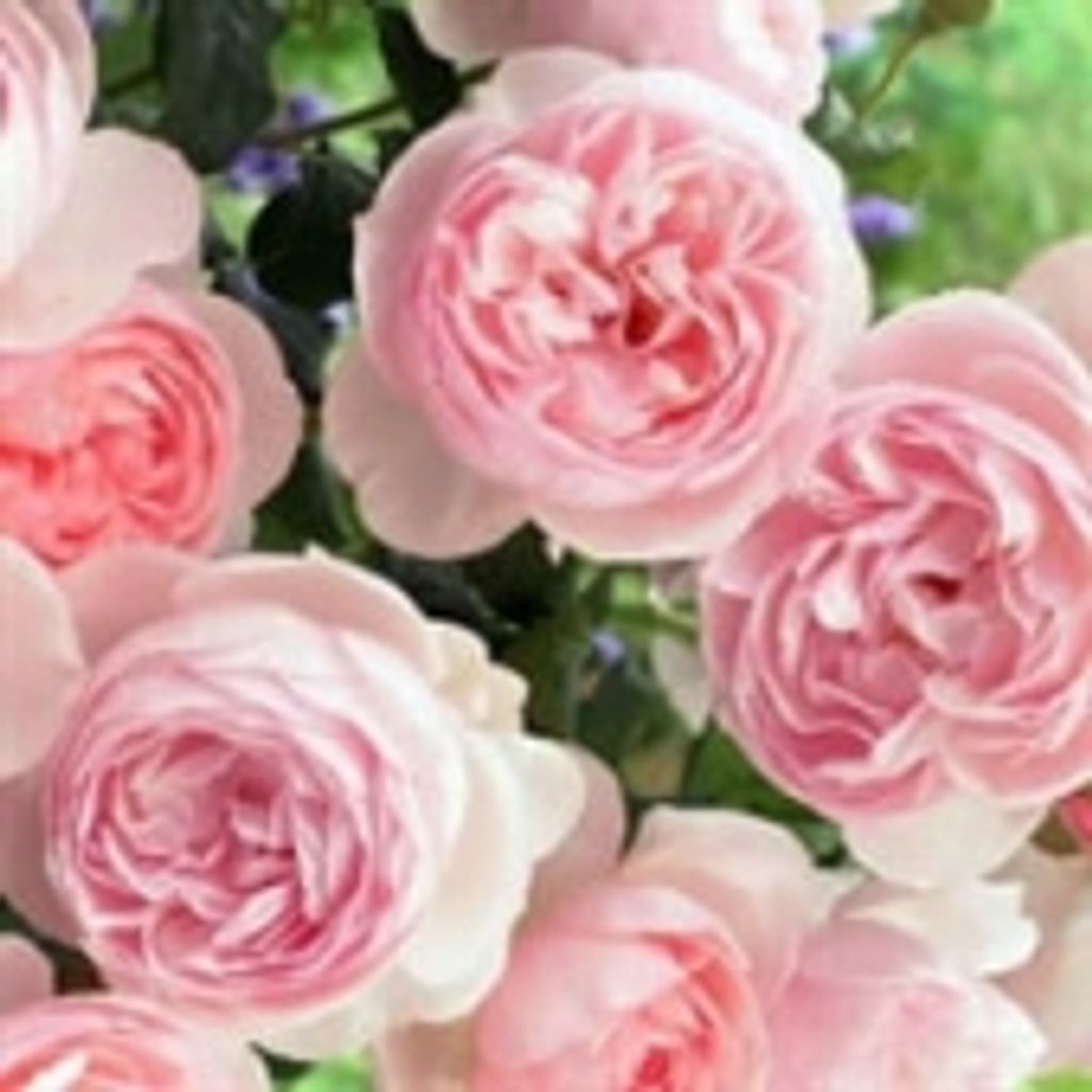 Barbara Rosella Metheny