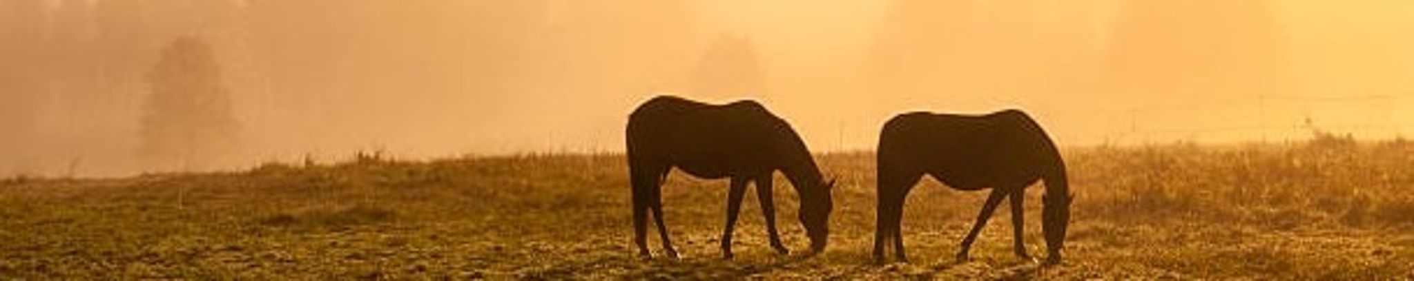 Cover for Matthew A. Rains's Obituary