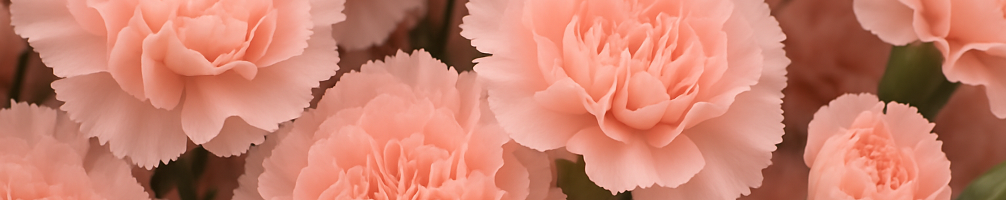 Cover photo for Paula Elizabeth Reid's Obituary