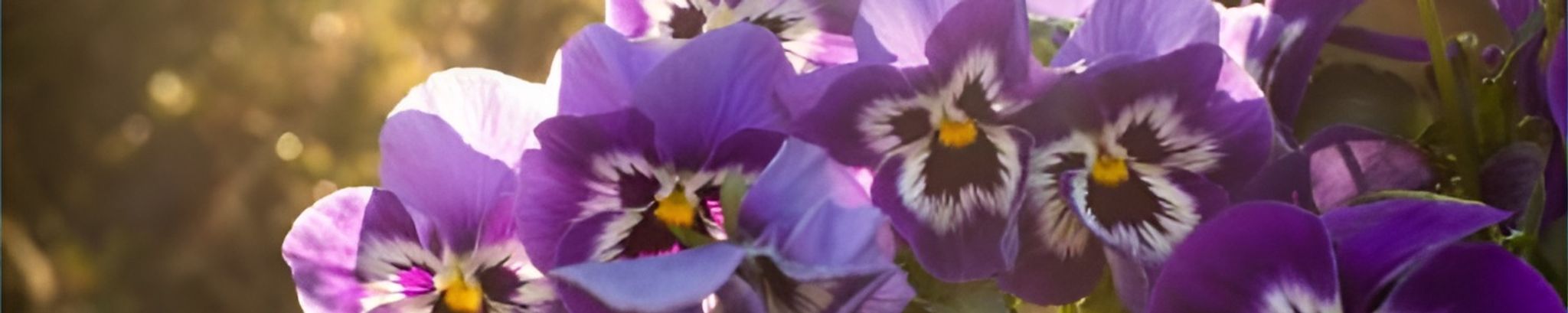Cover photo for Colleen Rene Cimino's Obituary