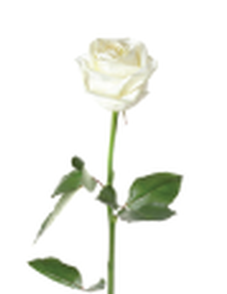 Harshadrai Praful Patel