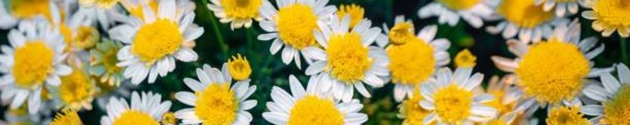 Cover photo for Jennifer Leslie (Sawyer ) Cannon's Obituary