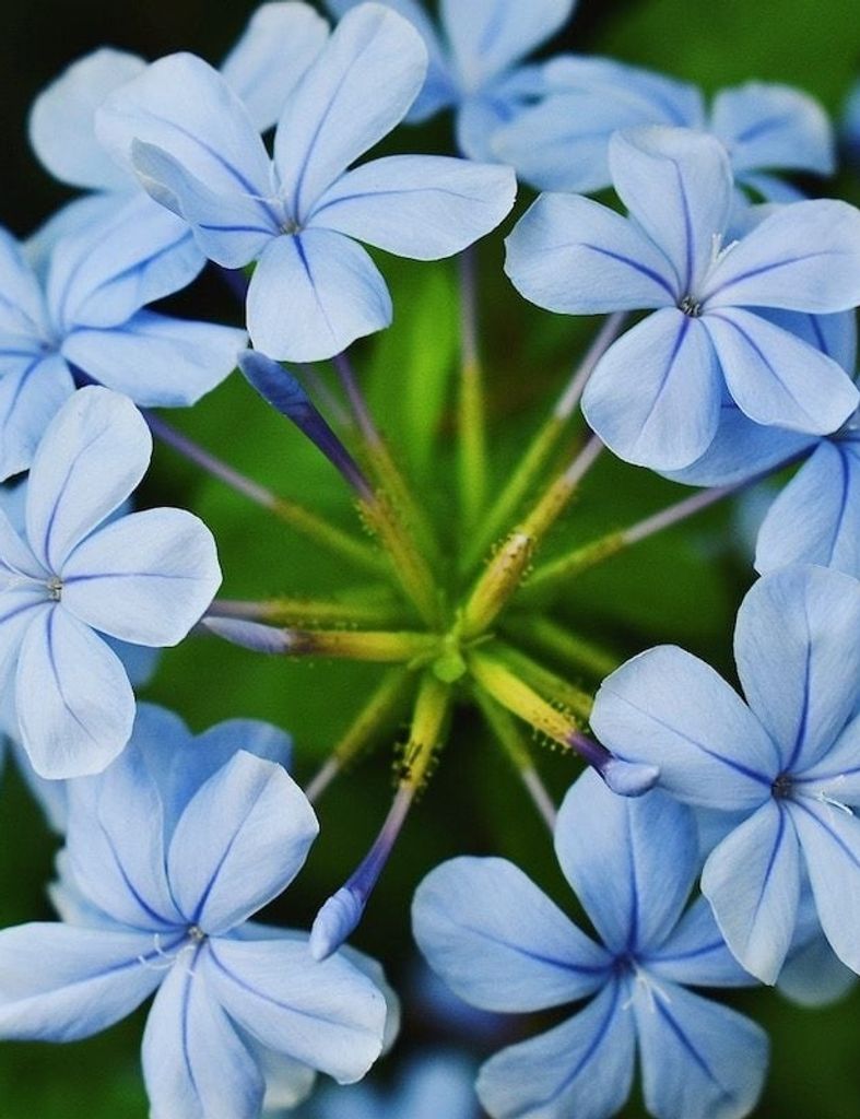 Benjamin Widell Profile Photo