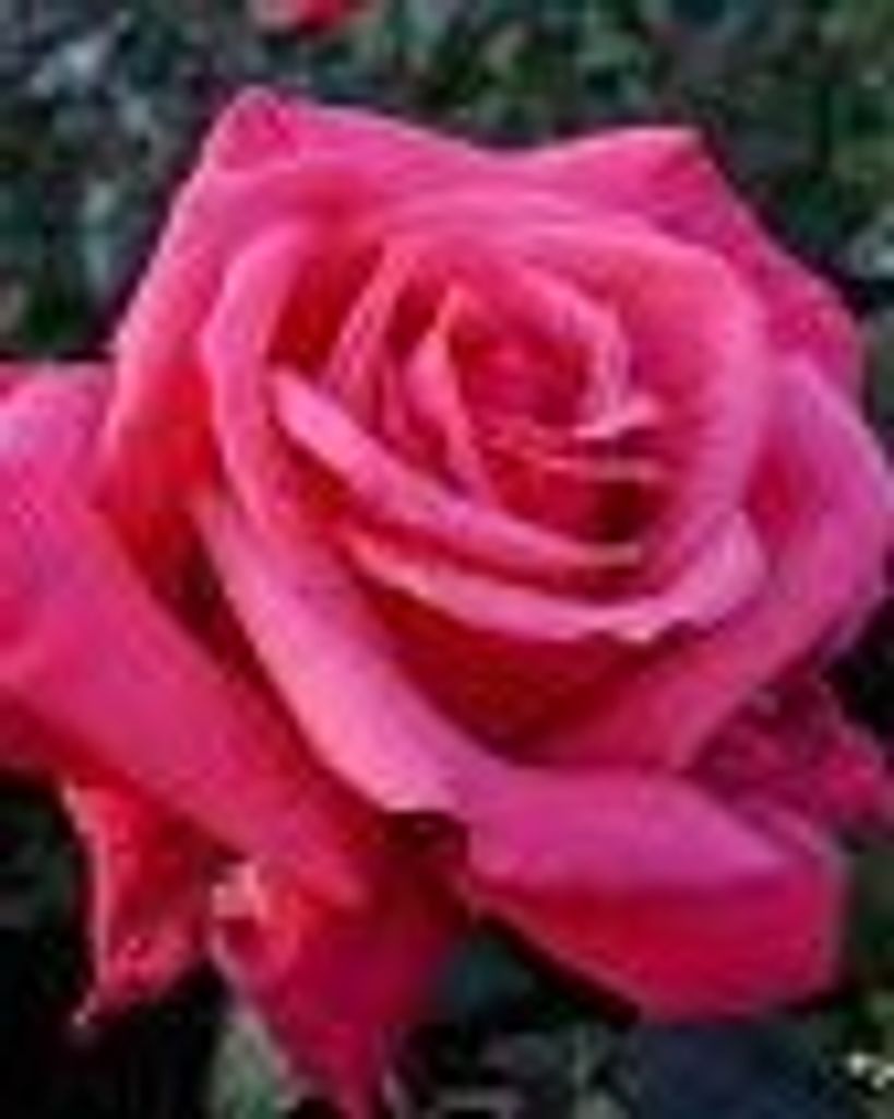 Courtney Shavonne Neville Profile Photo