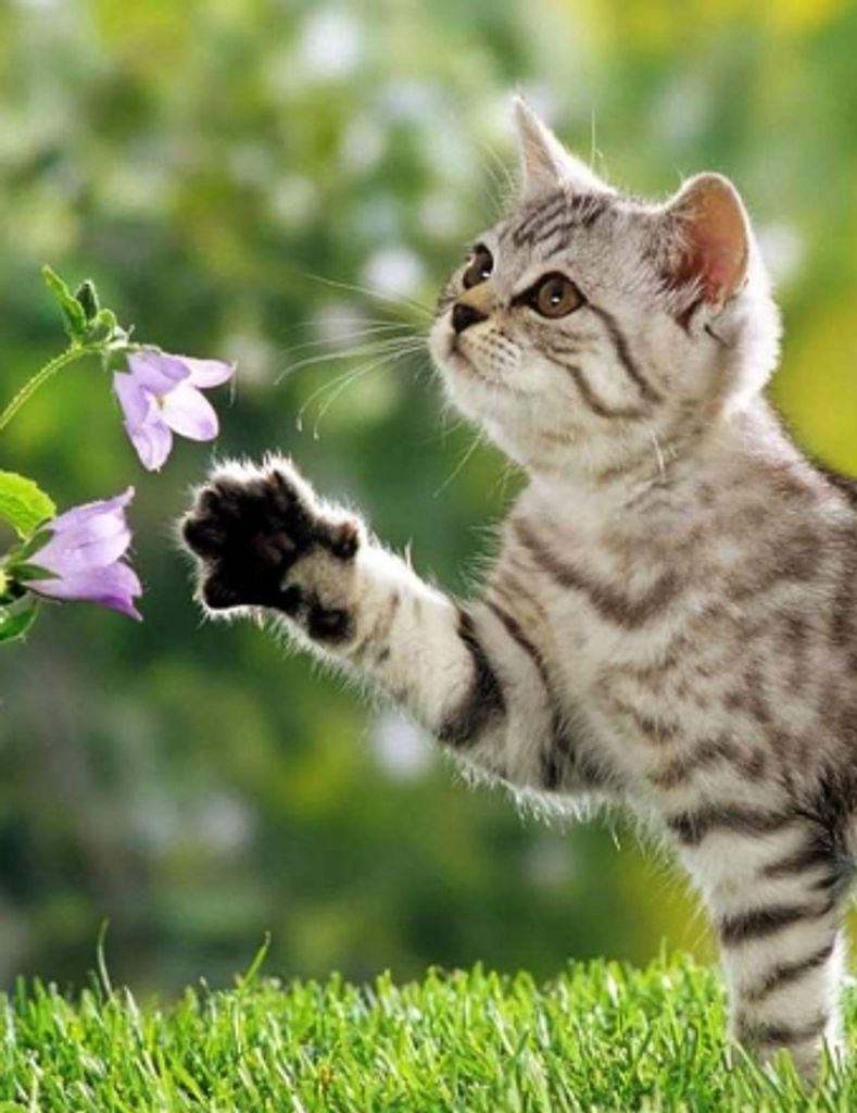 Martha Louise Harmon