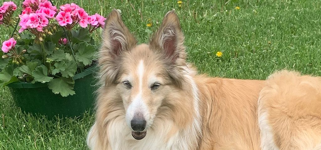 Lady Ablgail Sage Profile Photo