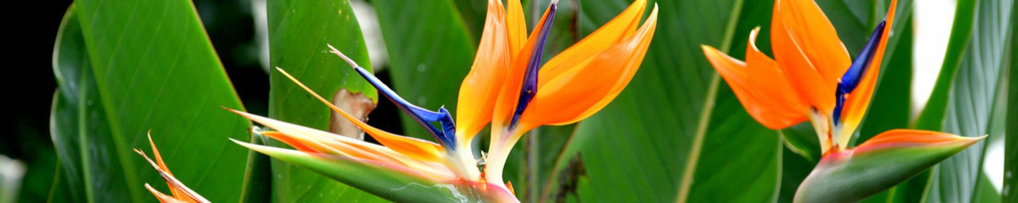 Cover for Judy Waldman Kugelmass's Obituary