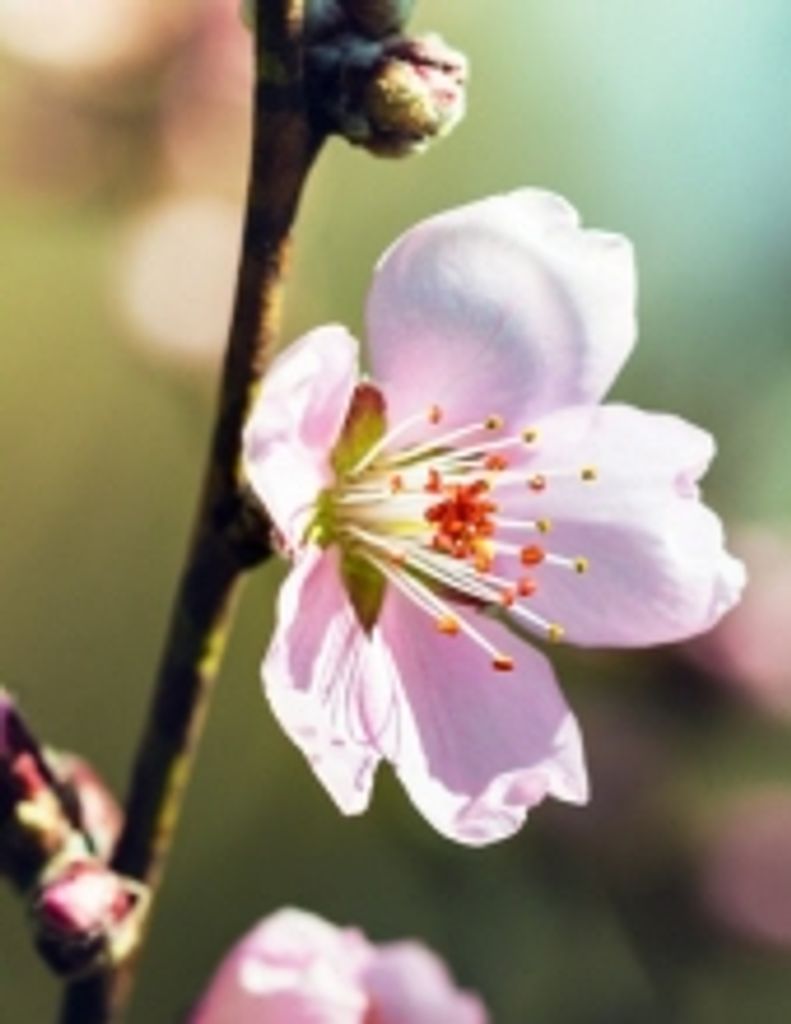 Heather Mckenzie Holmes