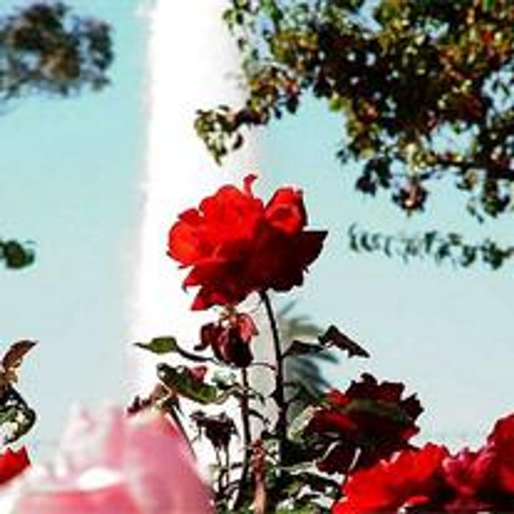 Jessica Suzi Sharlow Profile Photo