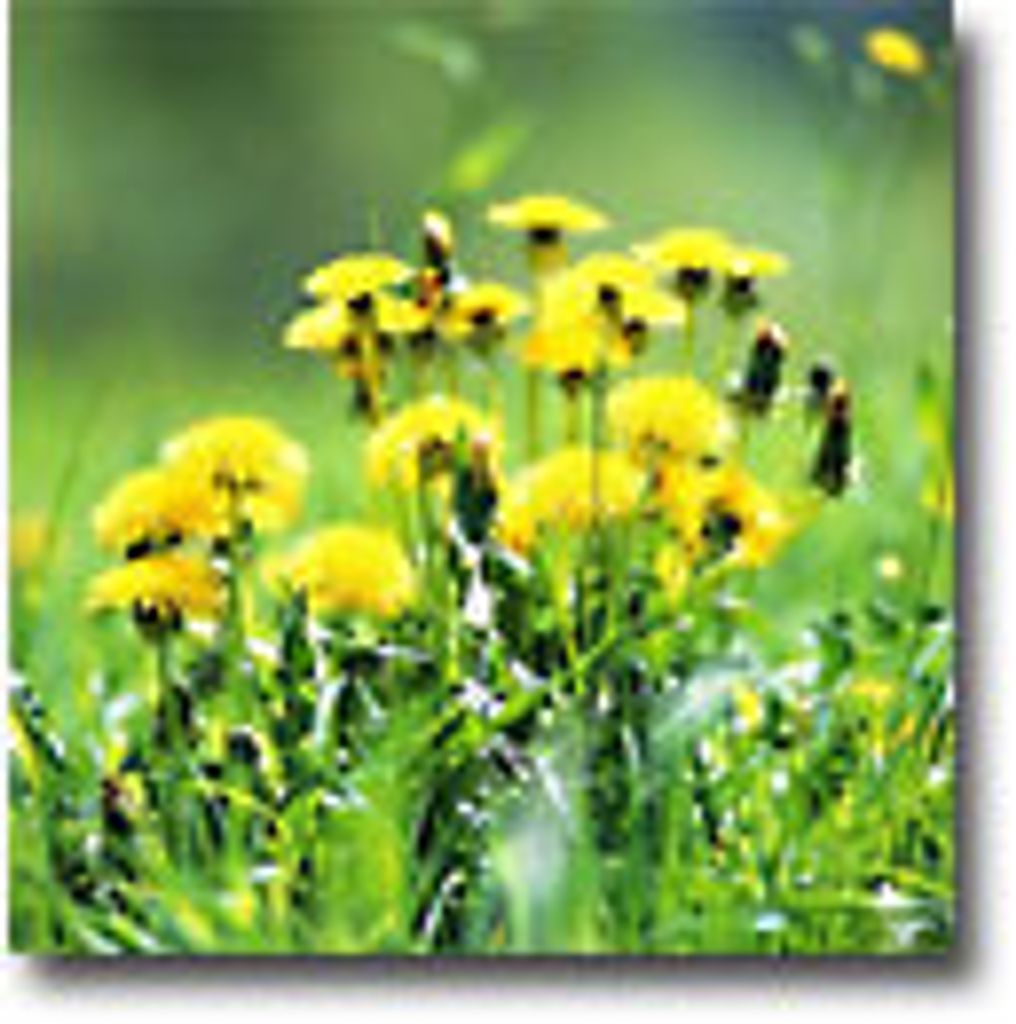 Jesse Lauretta Malcom