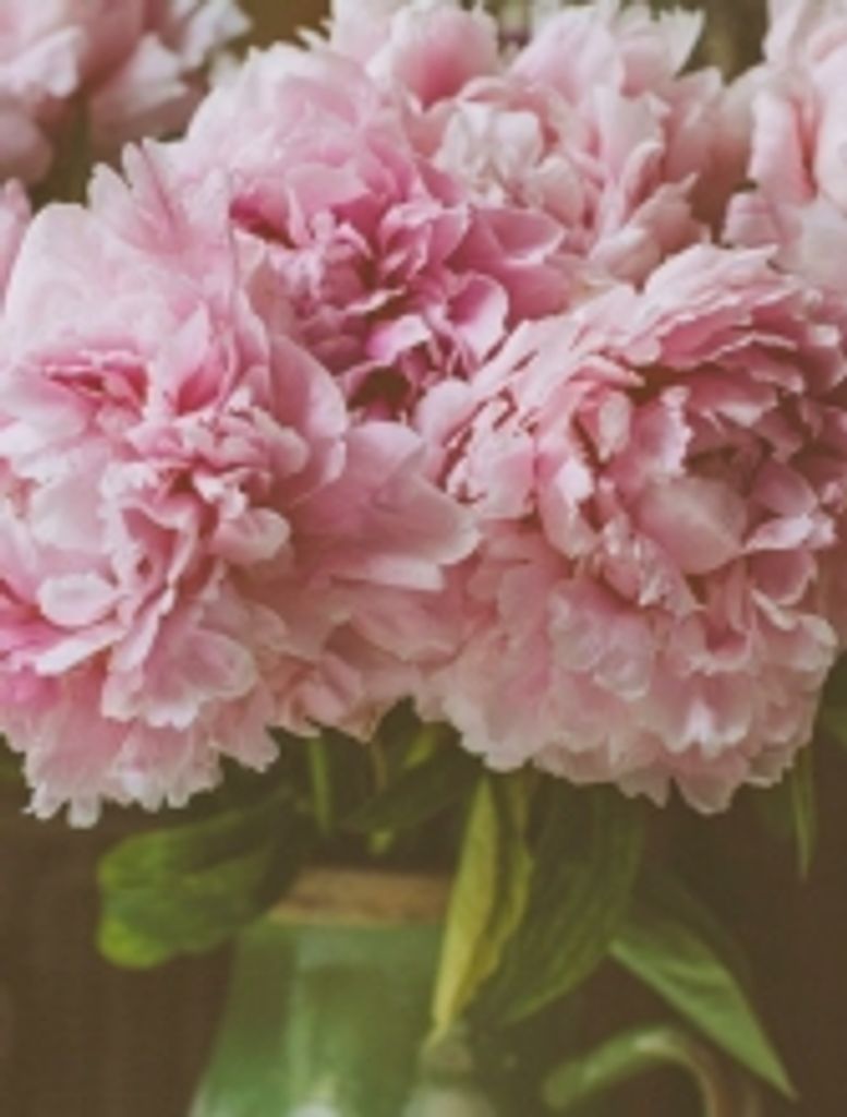 Ann Wiebe Profile Photo