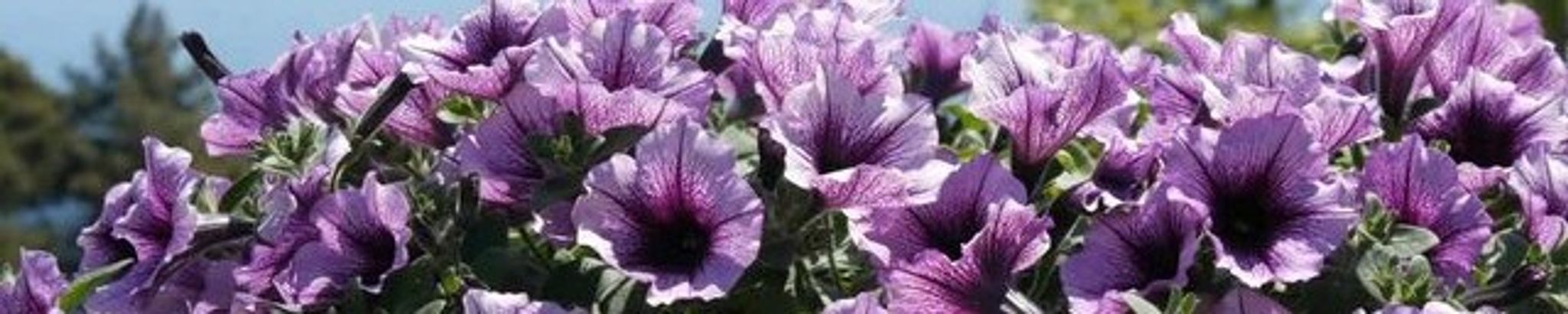 Cover for Phyllis Joyce Adams's Obituary