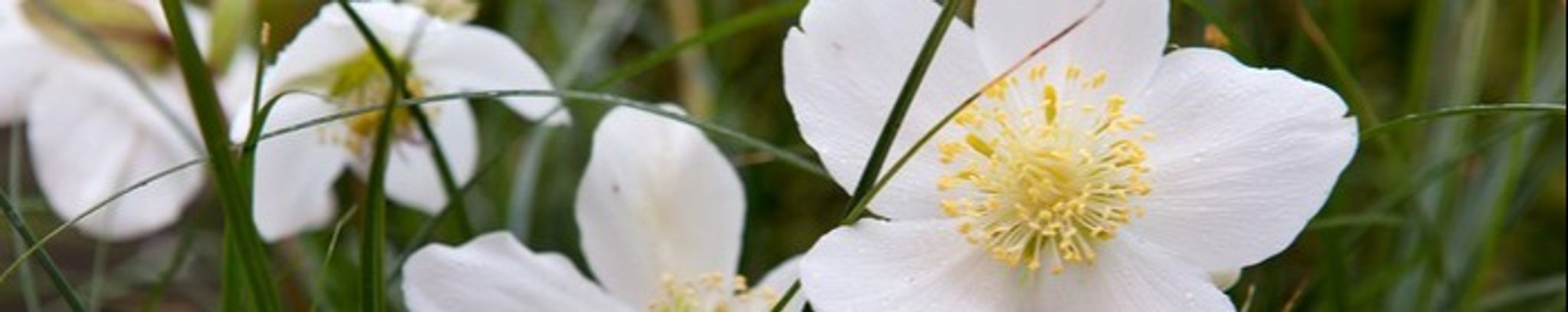 Cover photo for Grace Ricketts's Obituary