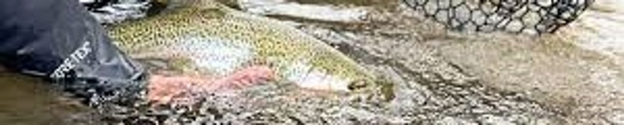 Cover for Michael Patrick 'Rick'  Rappe's Obituary