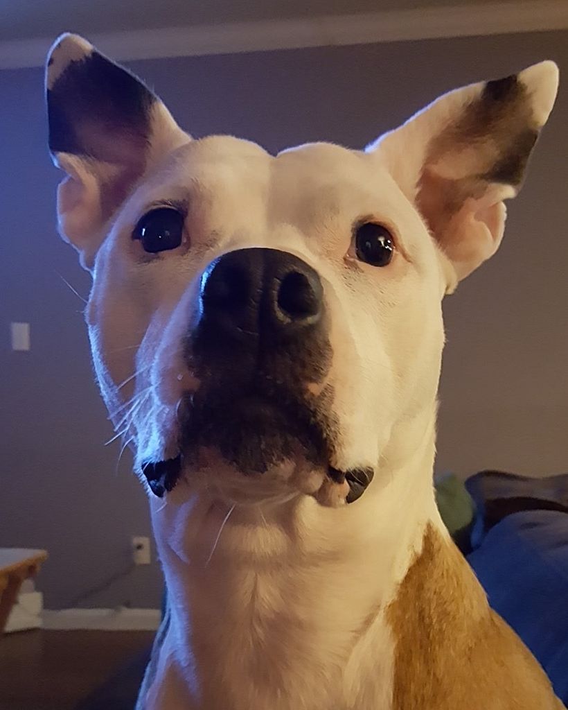 Cara Dawg McDougal Profile Photo