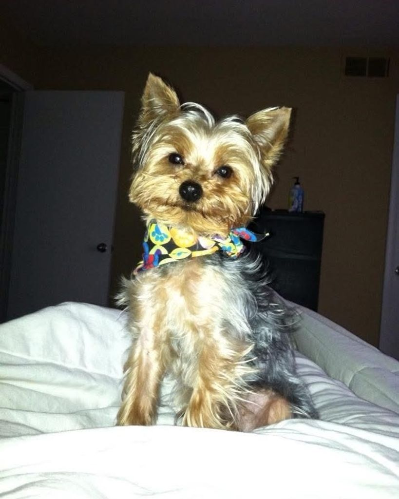 Oliver "Ollie" Perry