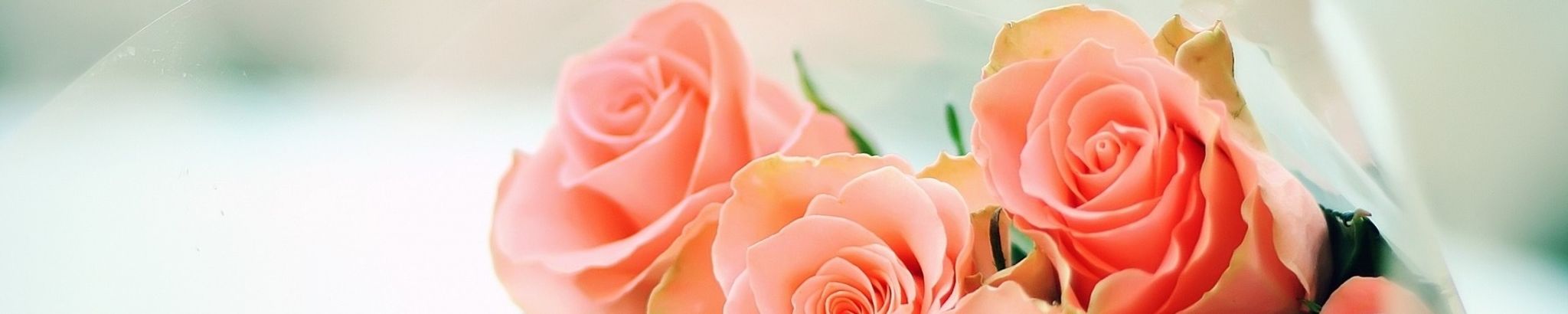 Cover photo for Jennifer Cuddy's Obituary