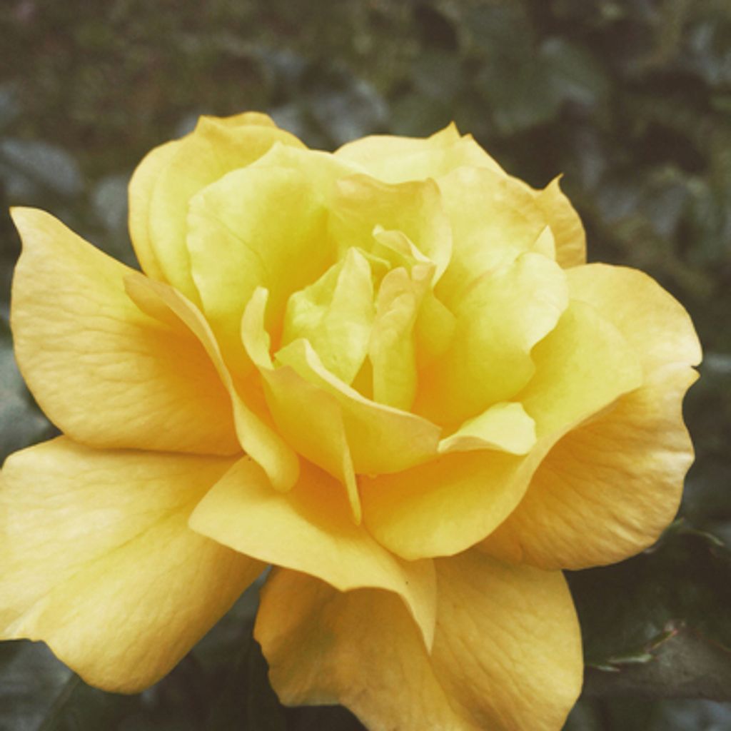 Gladys M Spinler Profile Photo