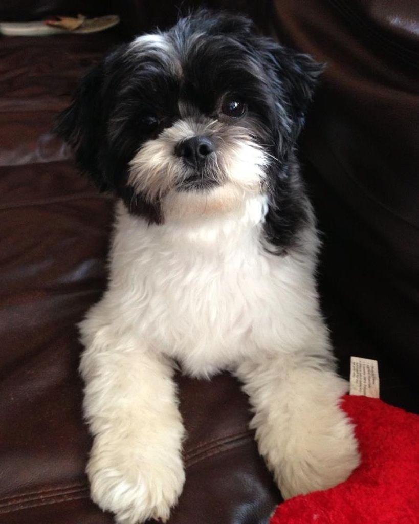 Bentley Allison Profile Photo