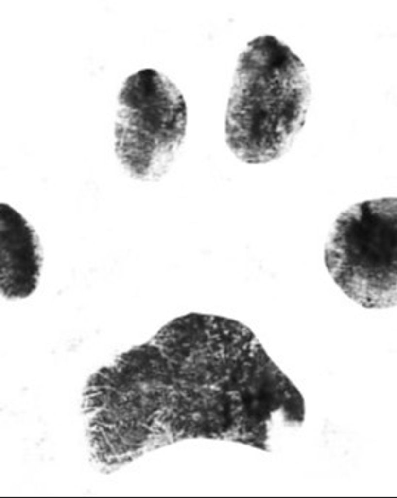 Chestnut Carswell Profile Photo