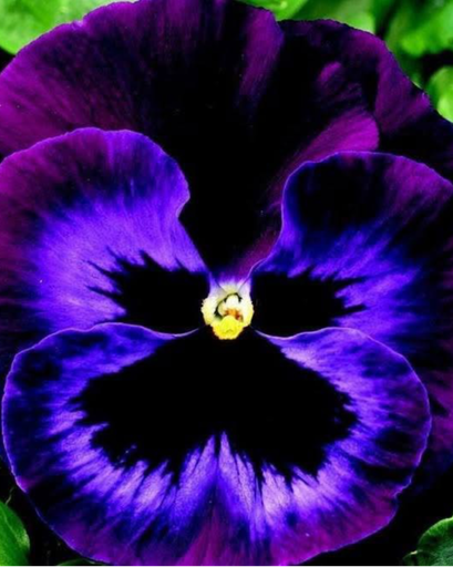 Nancy Ann Carpenter's obituary image