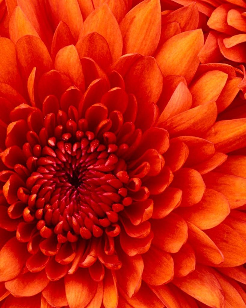 ADAM CHARLES SARVIS Profile Photo