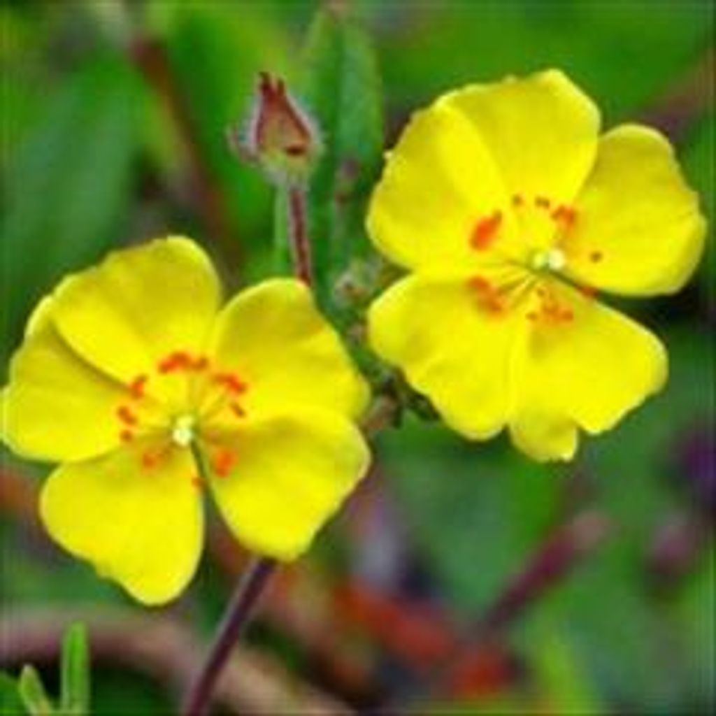 Carrol I. Turner Profile Photo