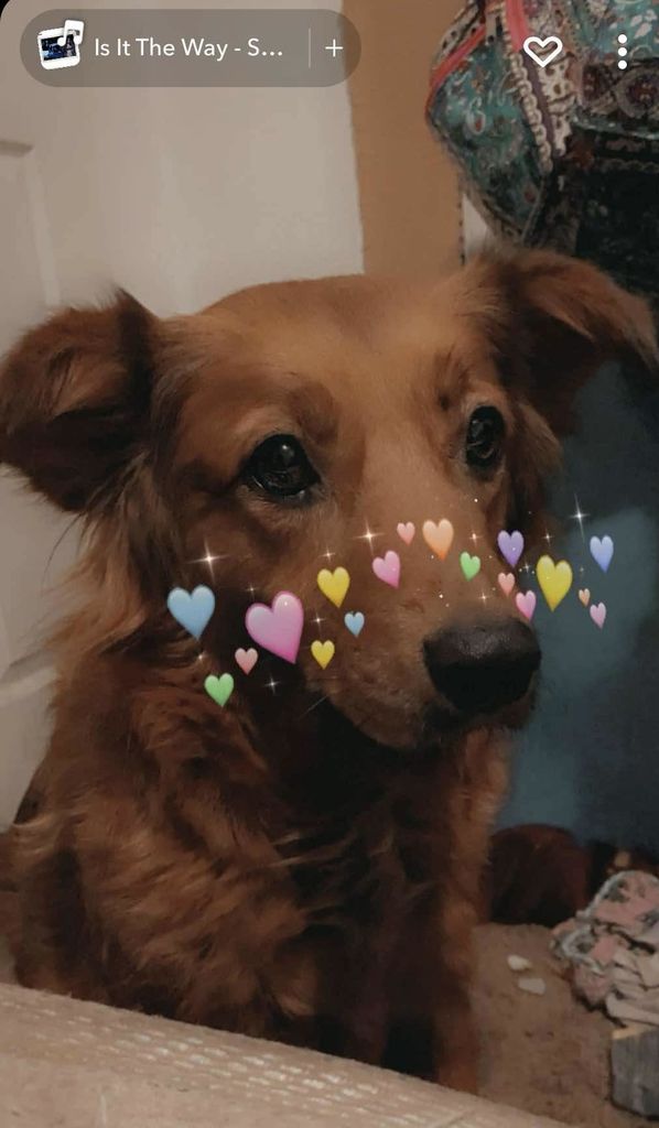 Cinnamon Profile Photo