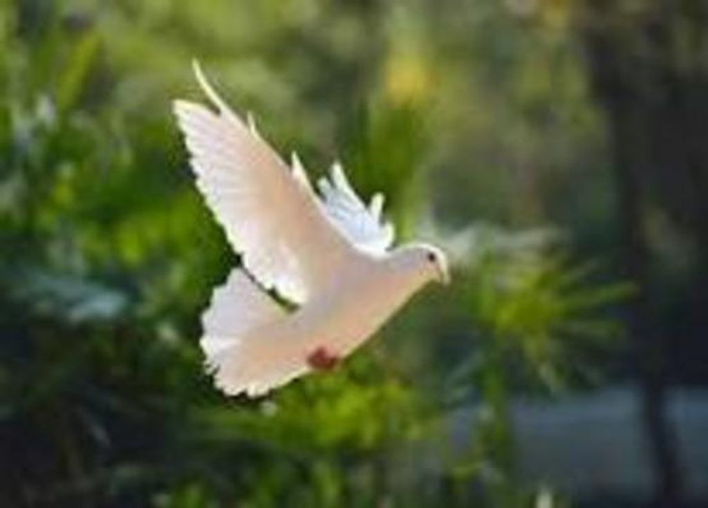 Francis Kanayo Profile Photo