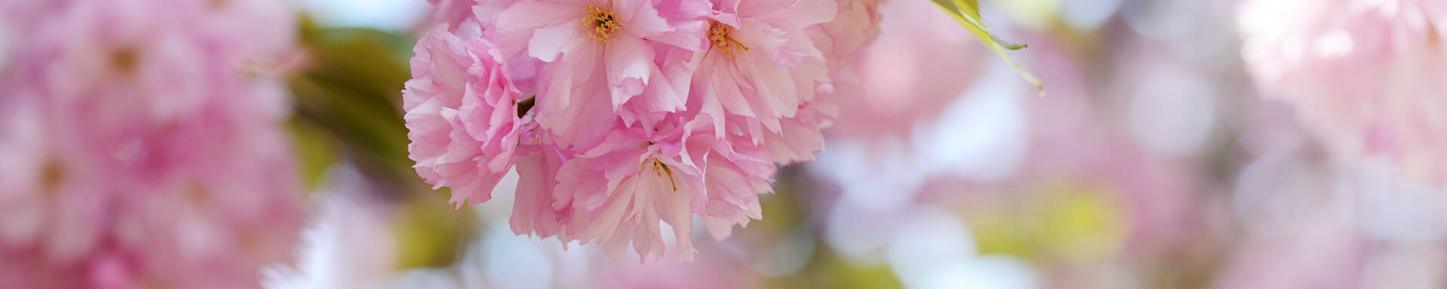 Cover for 野田 晃次's Obituary