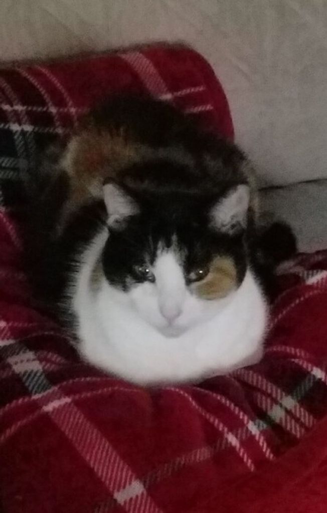 Molly Rose Malone Maloney