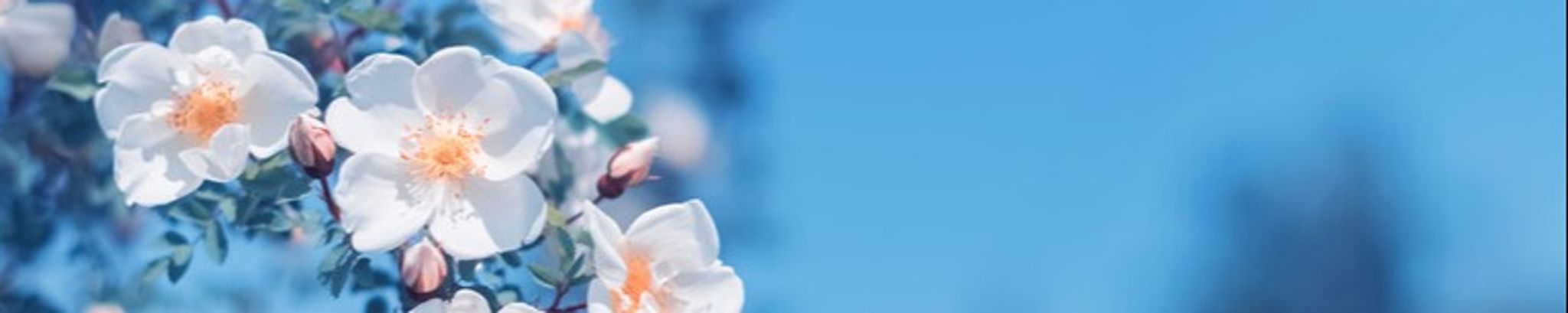 Cover photo for Claire Alice McGill's Obituary