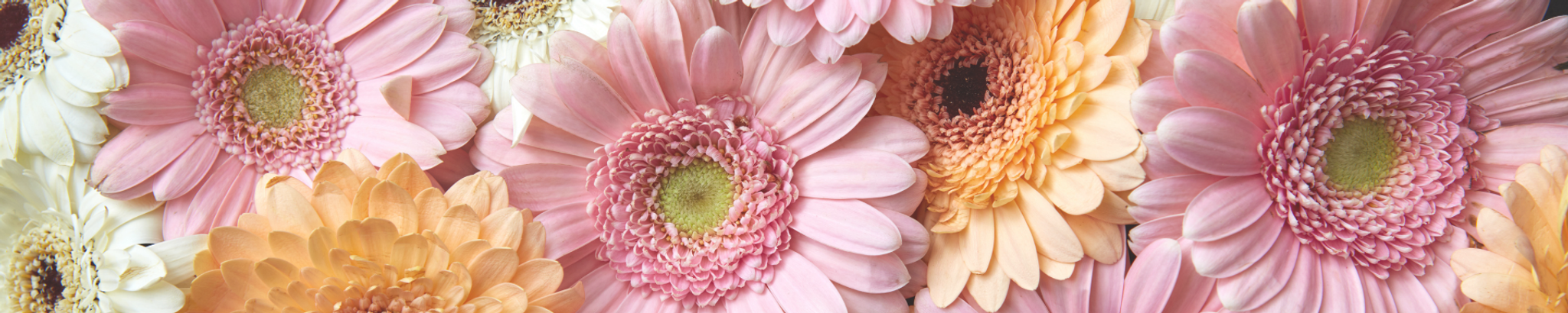 Cover for Maria M. Gonzalez's Obituary