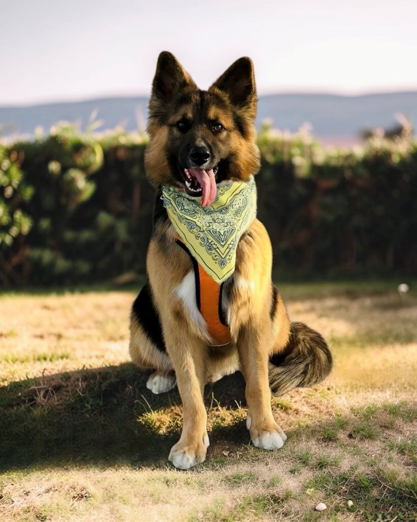 Simba Estrada Profile Photo