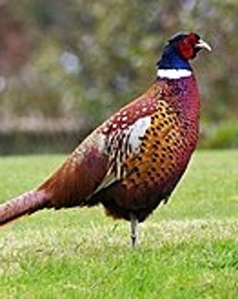 Jerome "Jerry" A. Landsverk Profile Photo