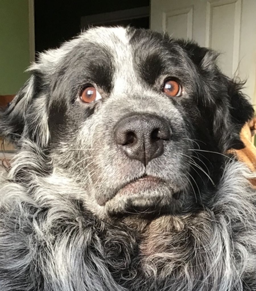 Bandit Murphy Profile Photo
