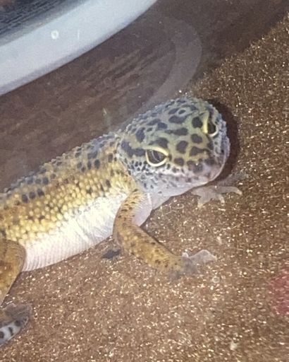 Donut Carroll's obituary image