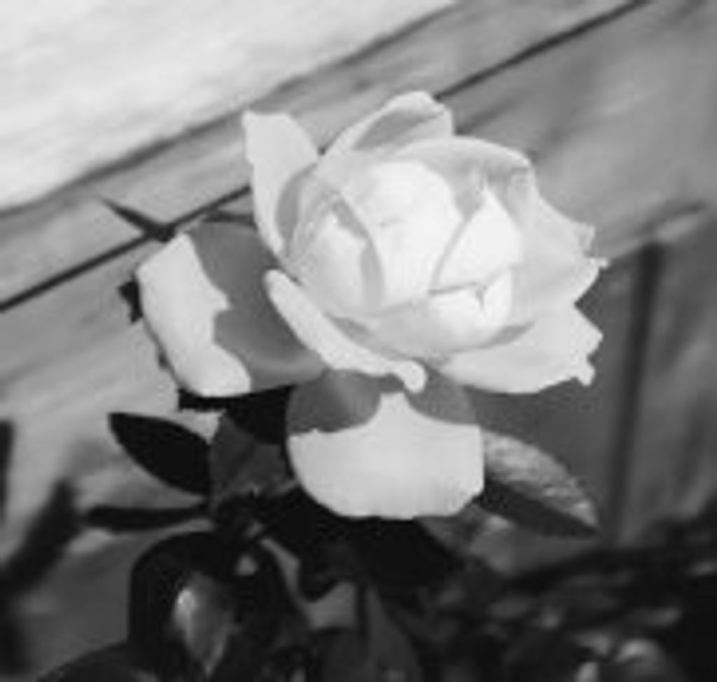 Carolyn Jean Haynes