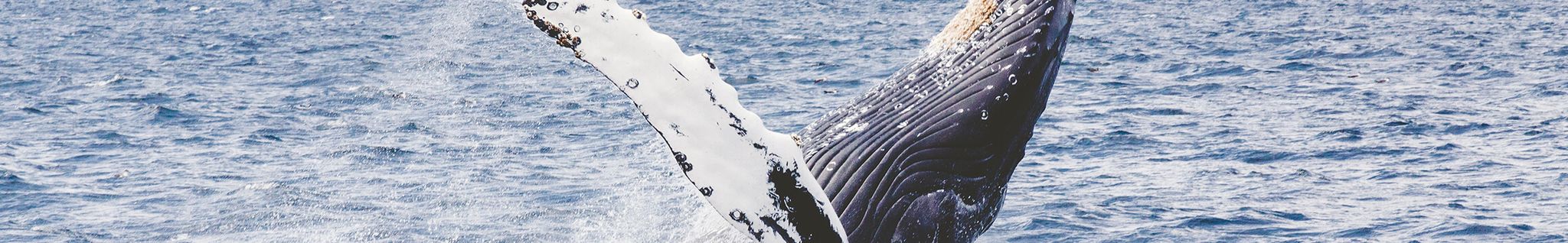 Cover for Susan Angela (Piccione)  Kennedy's Obituary